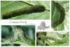Laspeyria flexula